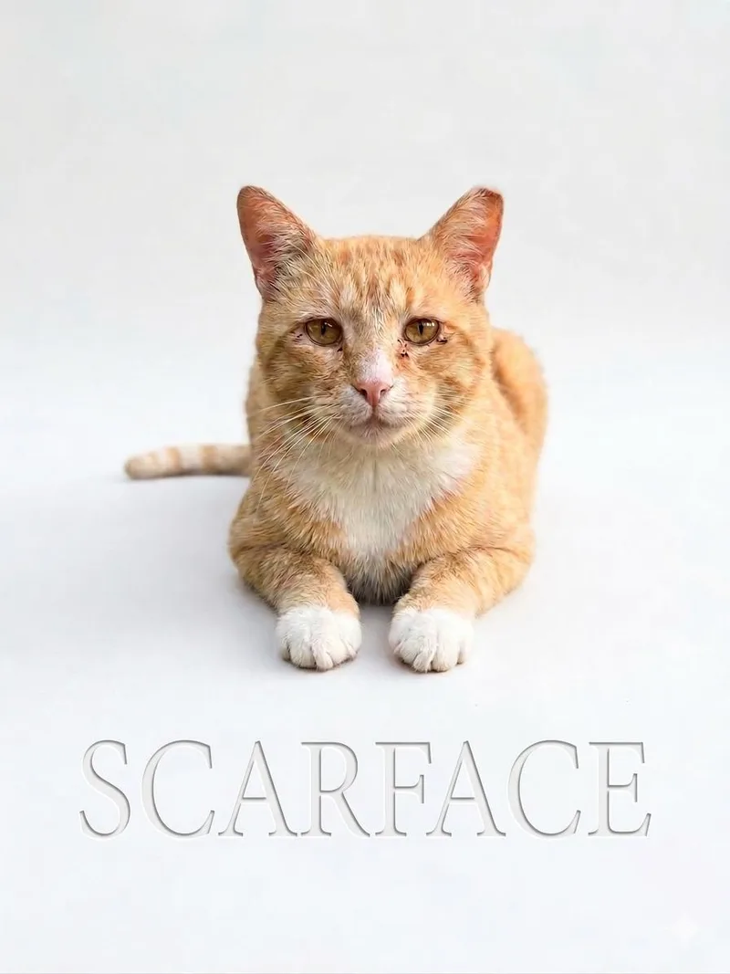 Scarface thumbnail 2
