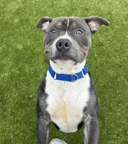 An adult large-sized male Mixed Breed dog named Luigi for adoption in West Chester, PA