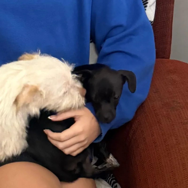 Muffin thumbnail 6