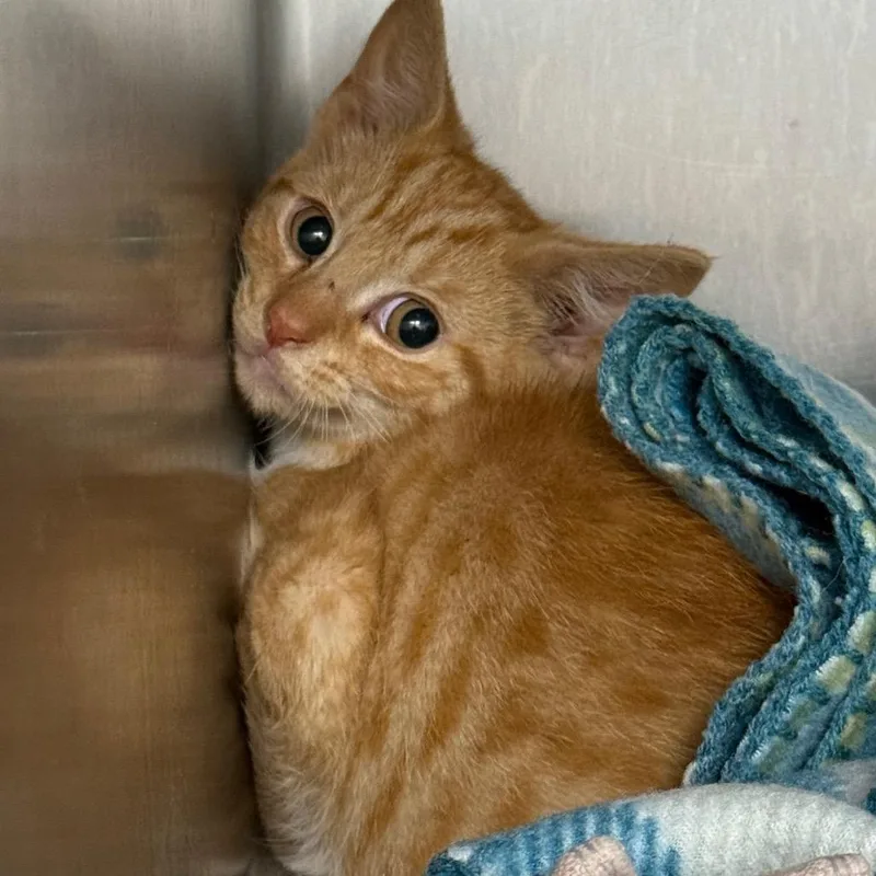 Ron Weasley