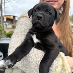 A young medium-sized male Black Pit Bull Terrier dog named Russell for adoption in Bellingham, WA
