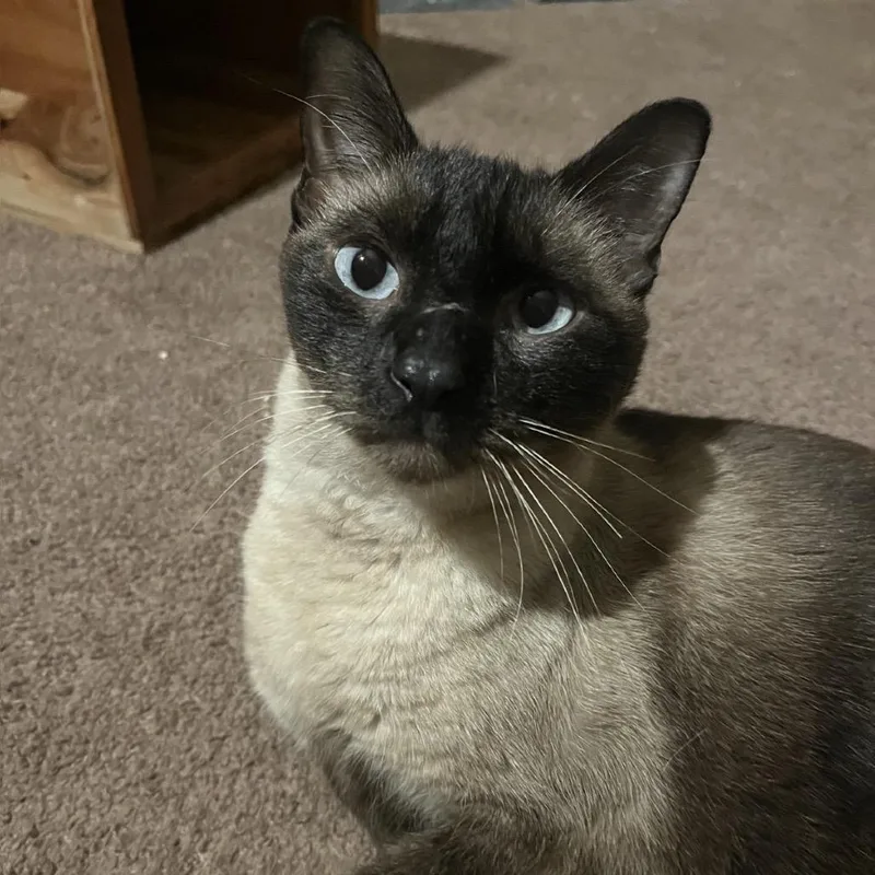 An adult large-sized male Siamese cat named Kingston C for adoption in Princeton, MN