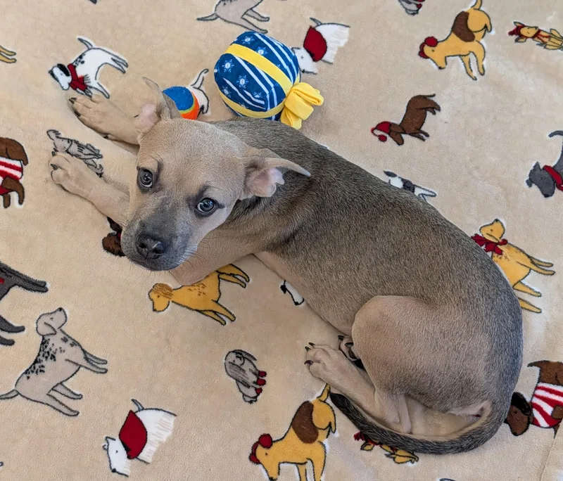 A baby medium-sized female Pit Bull Terrier dog named Ginger A for adoption in Plano, TX