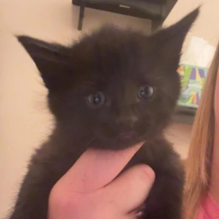 A baby small-sized male Black Domestic Medium Hair cat named Hershey for adoption in Chillicothe, IL
