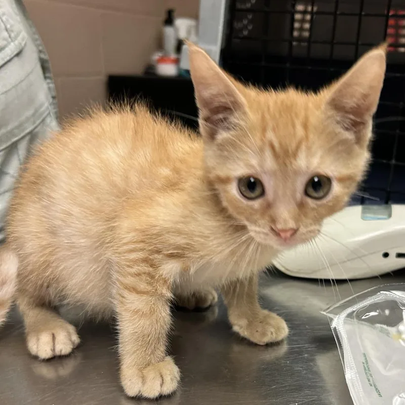 A baby small-sized male Orange / Red Domestic Short Hair cat named Akut for adoption in Newport, NC