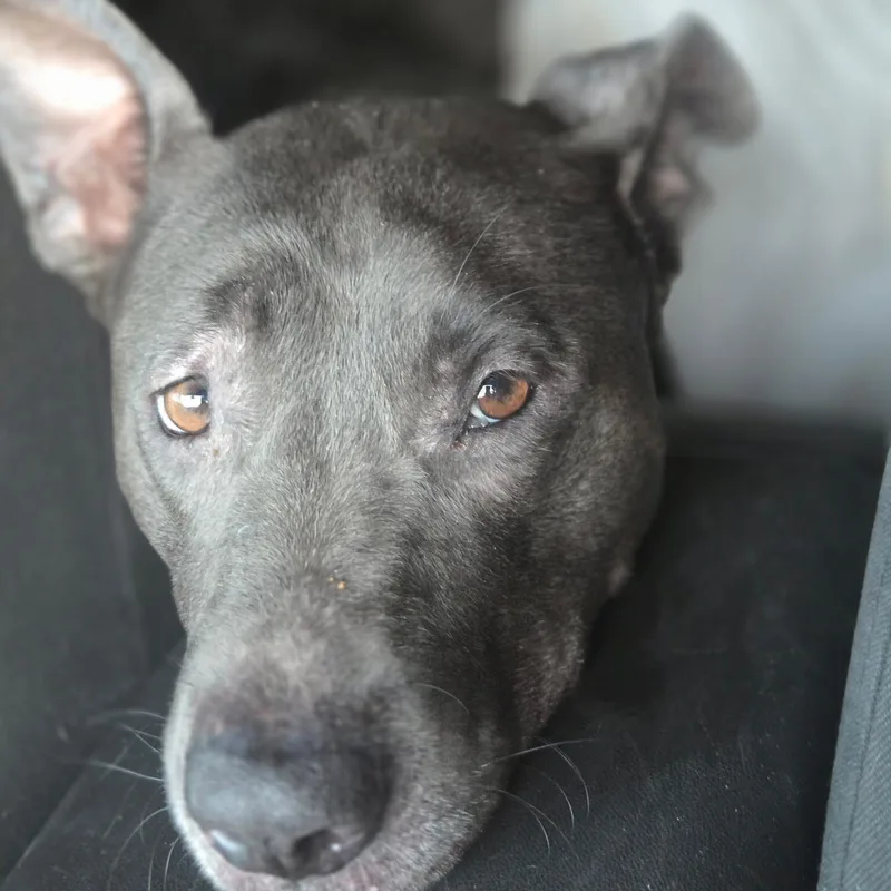 Sadie thumbnail 3