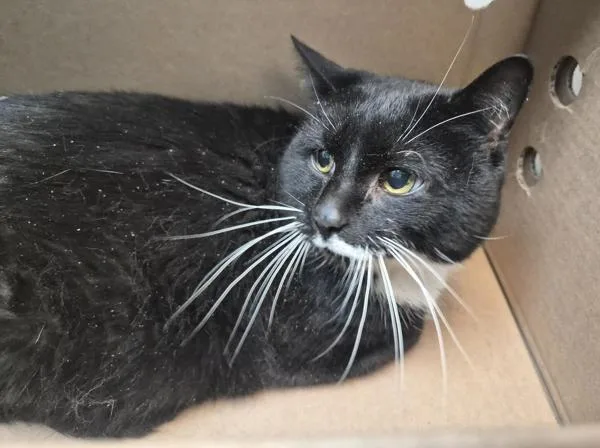 An adult large-sized male Domestic Short Hair cat named Smokey for adoption in New York, NY