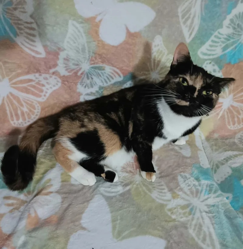 A young medium-sized female Calico Domestic Short Hair cat named Maggie for adoption in Quincy, OH