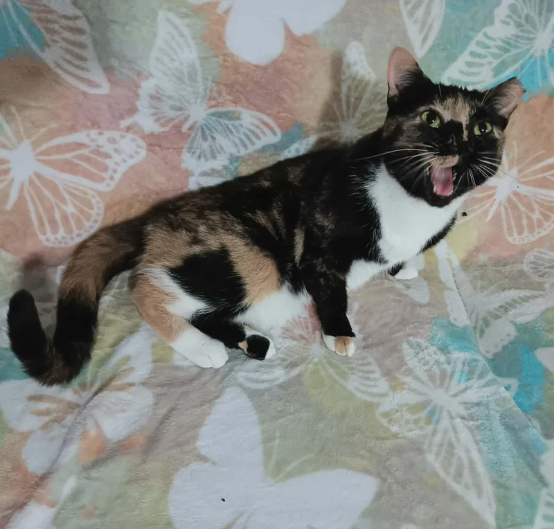Maggie thumbnail 3
