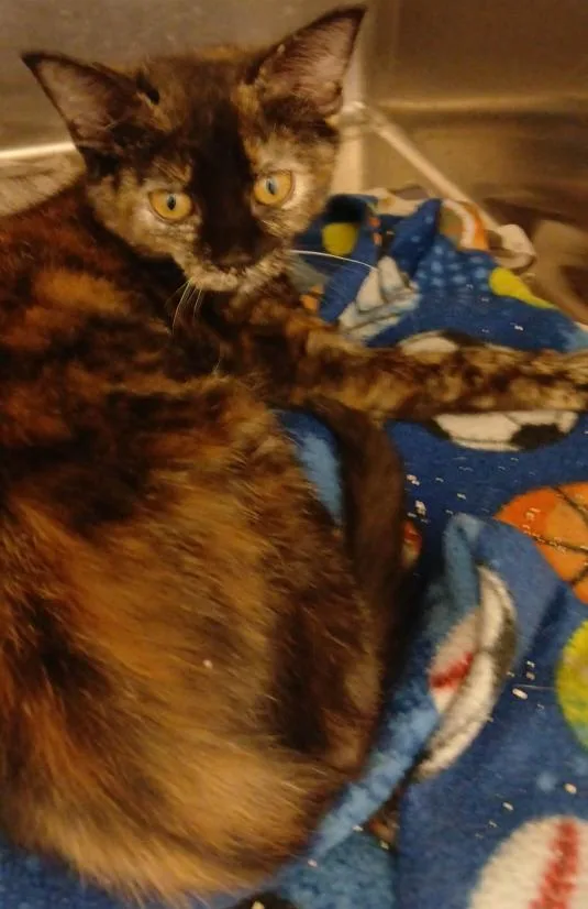 Tori
