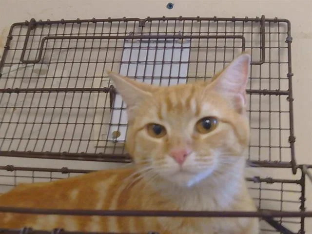 A young medium-sized female Domestic Short Hair cat named Poppy for adoption in Sacramento, CA