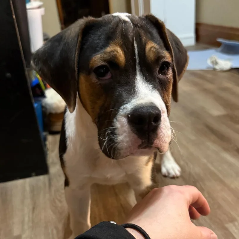 Justino Valentino thumbnail 2