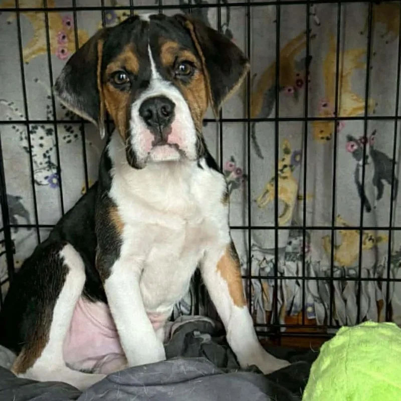 Justino Valentino thumbnail 3