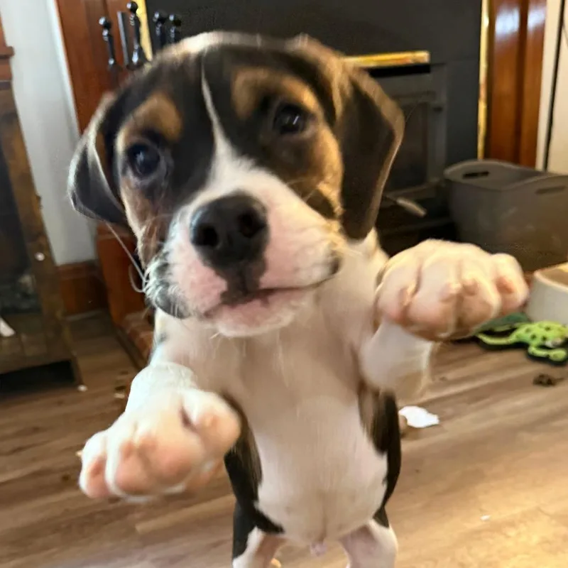 Justino Valentino thumbnail 4