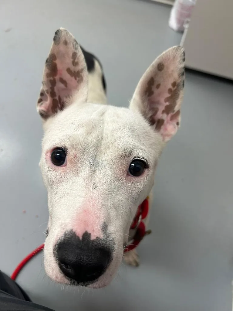 A young medium-sized female Pit Bull Terrier dog named Perry for adoption in Hartsville, SC