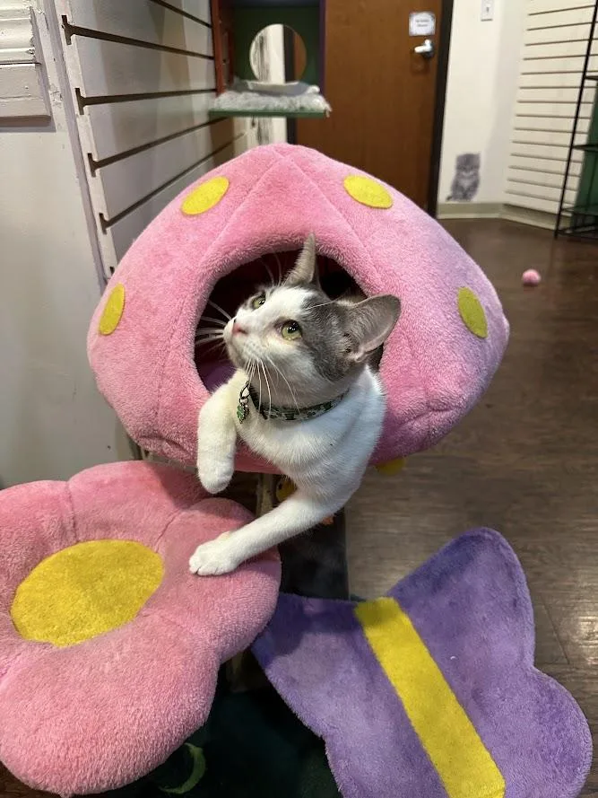 Finnigan thumbnail 2