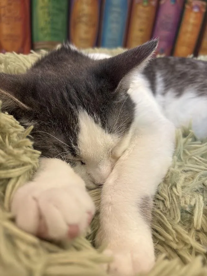 Finnigan thumbnail 3