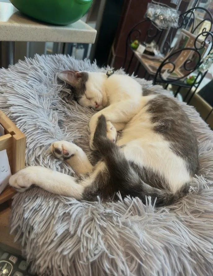 Finnigan thumbnail 5