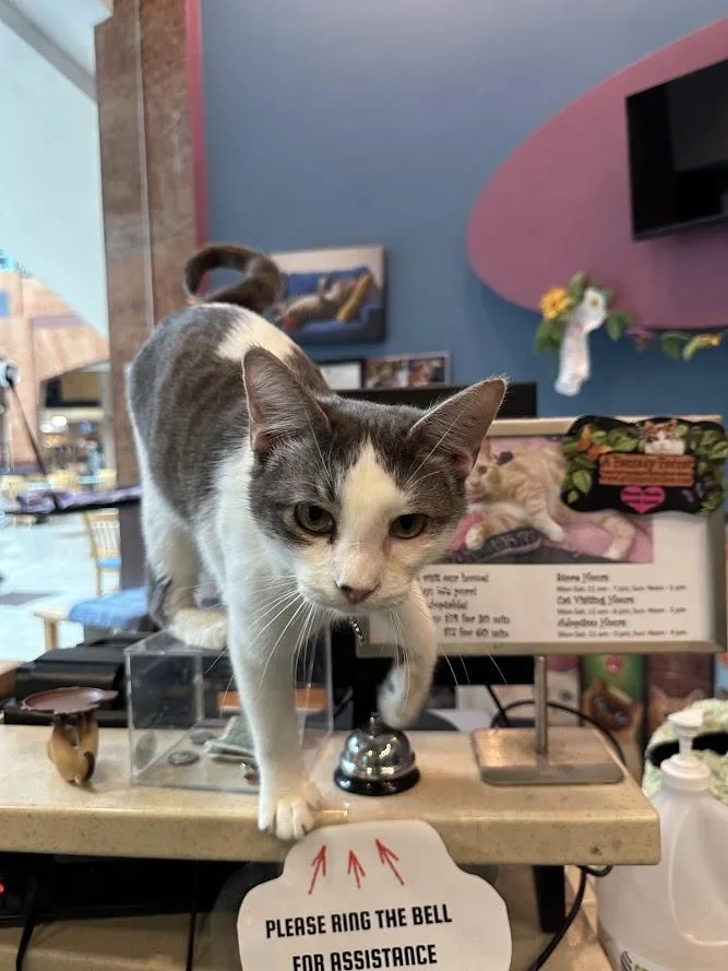 Finnigan thumbnail 6