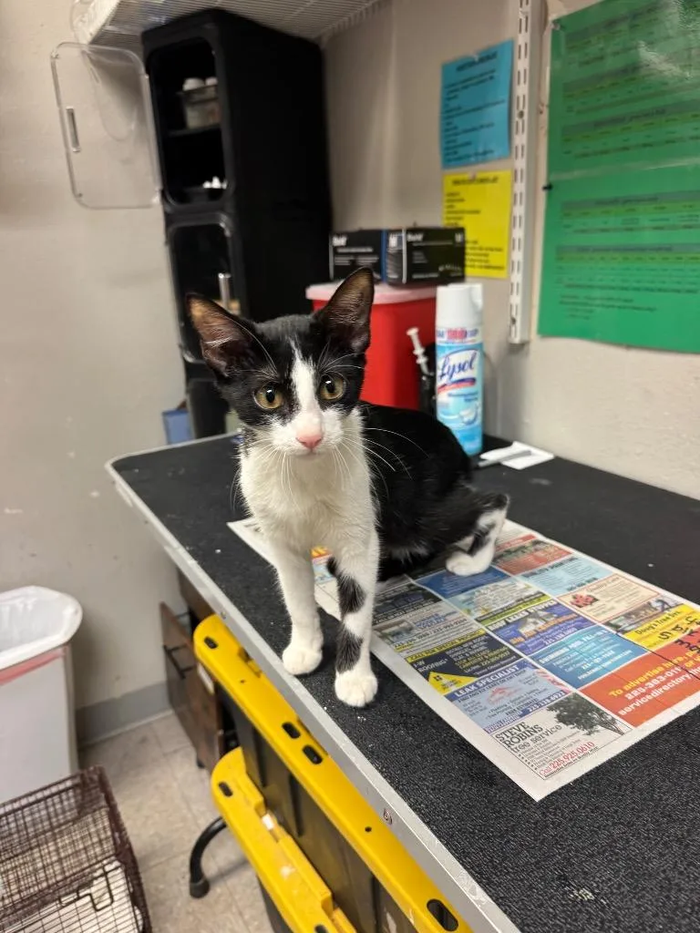 A baby medium-sized female Domestic Short Hair cat named Creme Brulee for adoption in Sorrento, LA