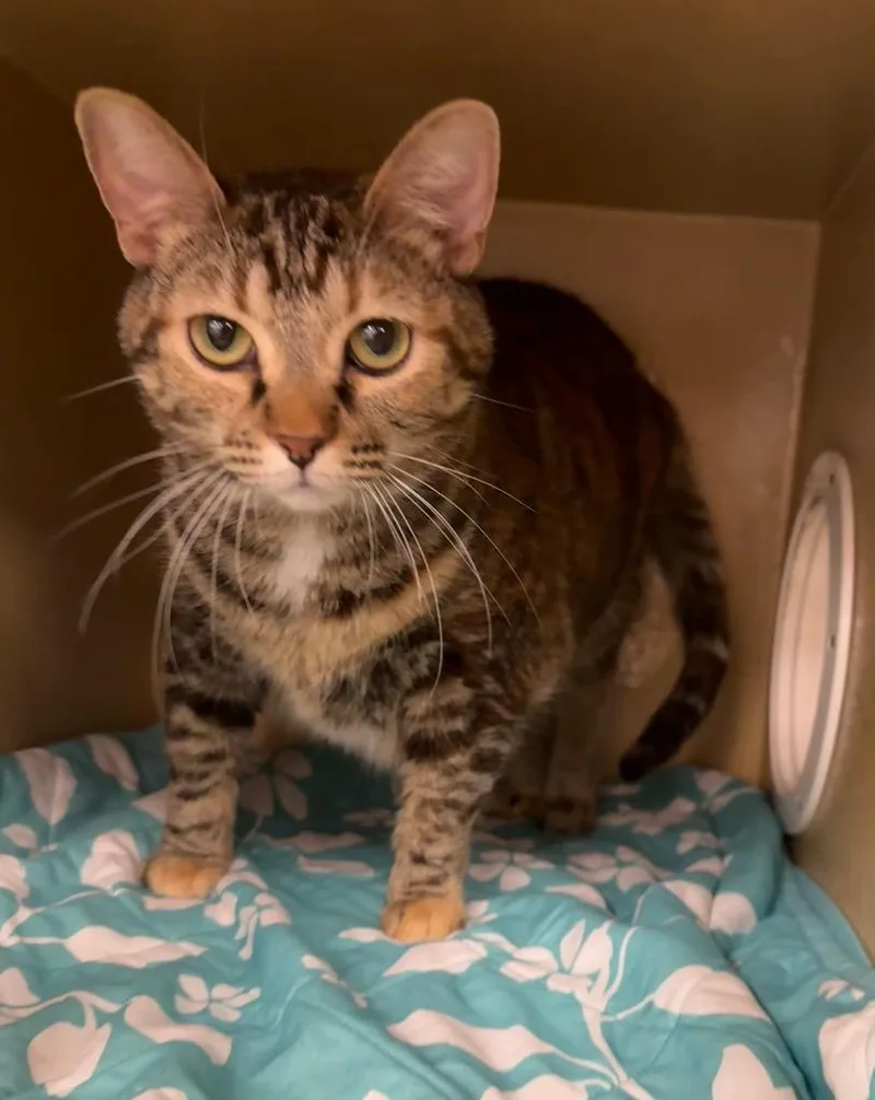 A young medium-sized female Domestic Short Hair cat named Gracie Il for adoption in Fort Lupton, CO