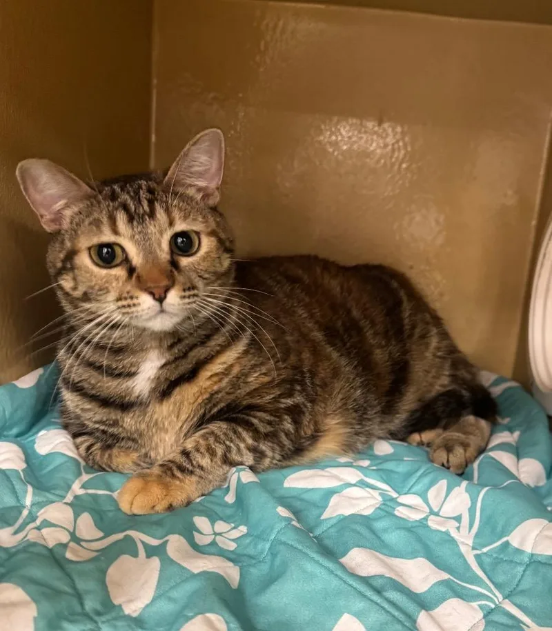 Gracie Il thumbnail 2