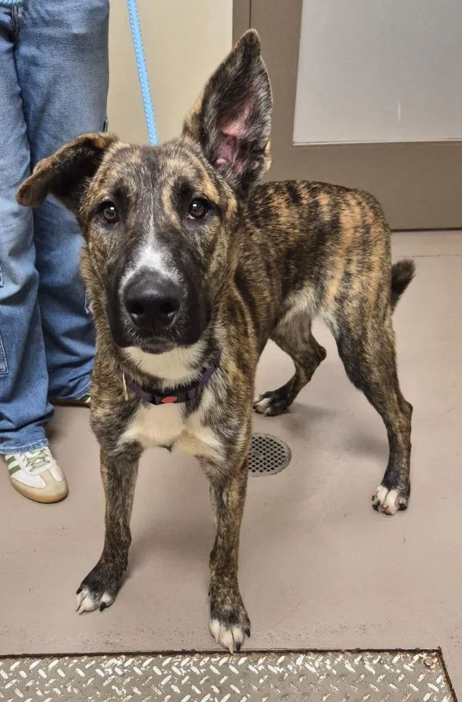 A baby medium-sized male Staffordshire Bull Terrier dog named Charles for adoption in Christiansburg, VA