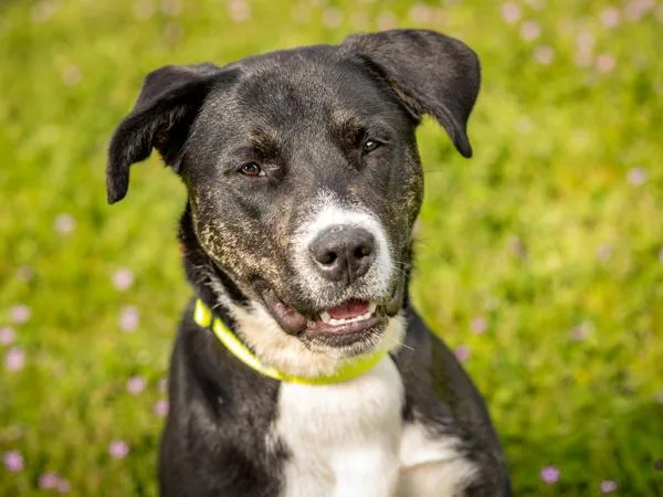A young large-sized female Pit Bull Terrier dog named Tiffany for adoption in Portland, OR