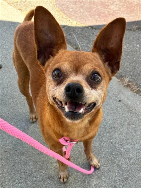 A senior small-sized male Chihuahua dog named Heath for adoption in Woodland, CA