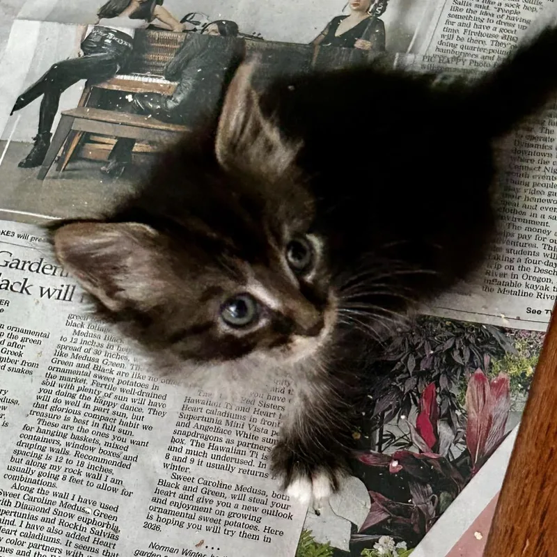 A baby small-sized female Black Domestic Medium Hair cat named Hope for adoption in Othello, WA