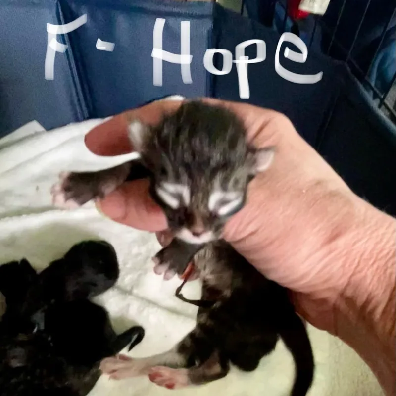 Hope thumbnail 2