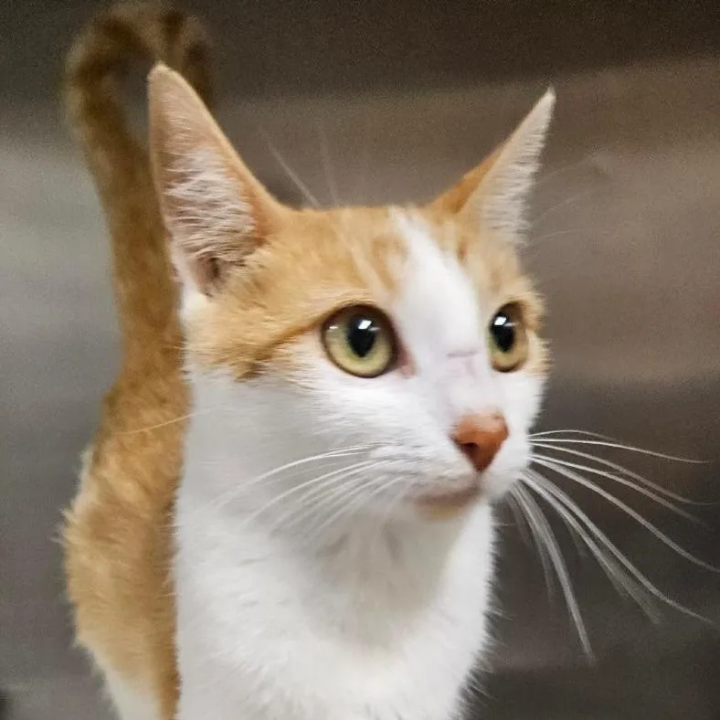 An adult medium-sized female Orange / Red Domestic Short Hair cat named Violette for adoption in Austin, TX