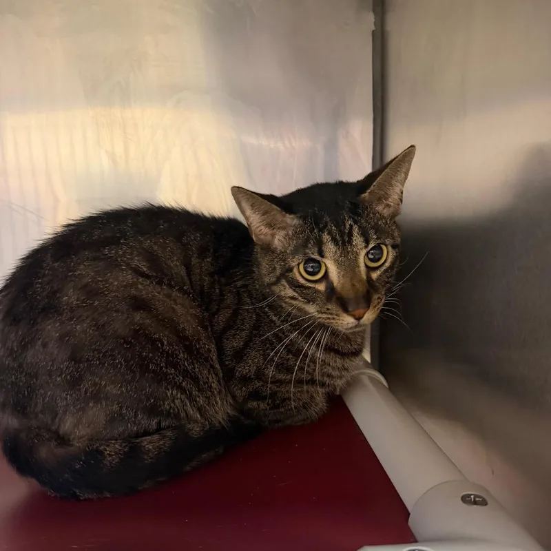 An adult small-sized male Brown / Chocolate Domestic Short Hair cat named Montstray for adoption in Perkiomenville, PA