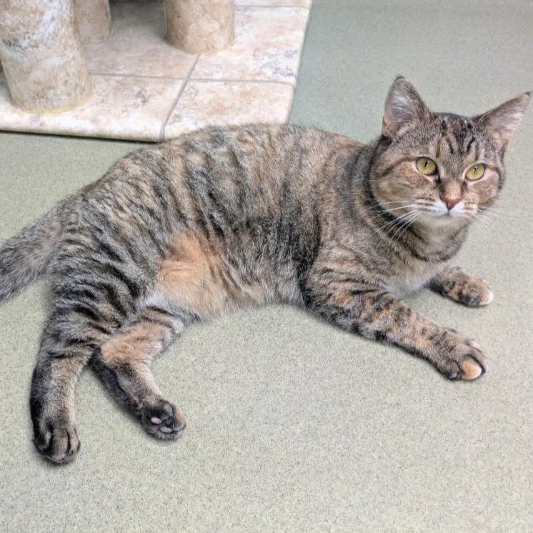 An adult large-sized female Domestic Short Hair cat named Cinnamon for adoption in Ashland, MA