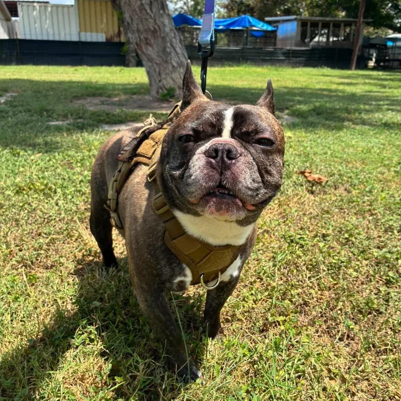 An adult small-sized male French Bulldog dog named Buddy Roo ML for adoption in Austin, TX