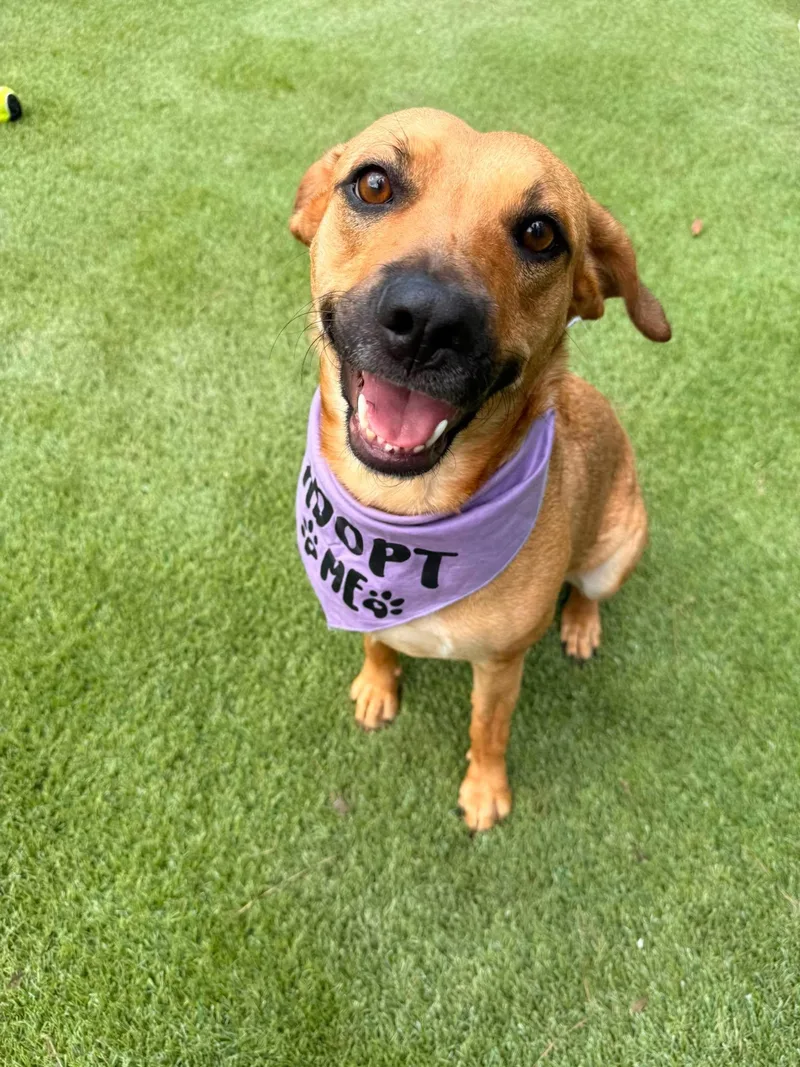 An adult medium-sized female Golden Labrador Retriever dog named Lexus for adoption in Willis, TX