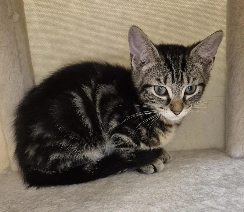 A baby small-sized female Domestic Short Hair cat named Junie for adoption in South Bend, IN