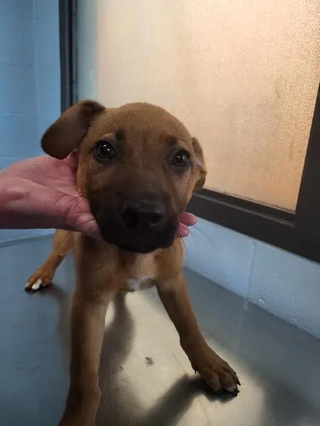 A baby small-sized male Shepherd dog named Pen Ducky for adoption in Lawrenceville, GA