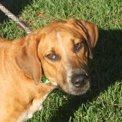 A young medium-sized female Hound dog named Jacki for adoption in Elk Grove Village, IL