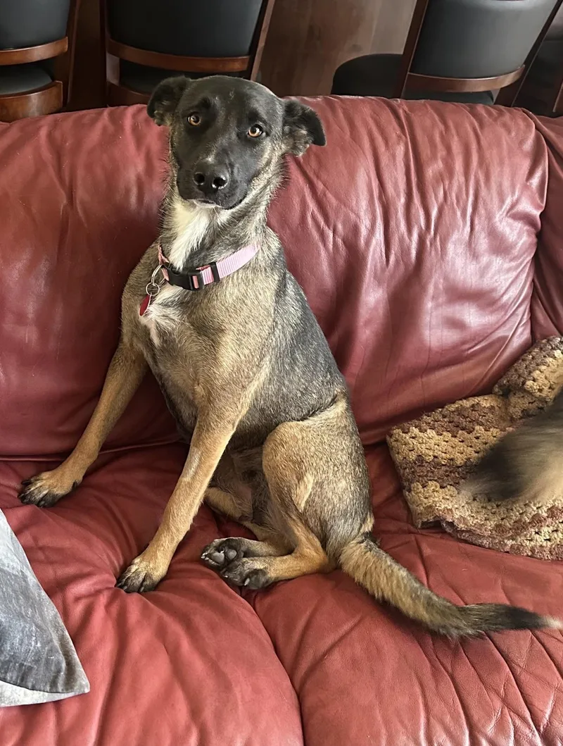 An adult large-sized female German Shepherd Dog dog named RitaMaggie May for adoption in Stagecoach, NV