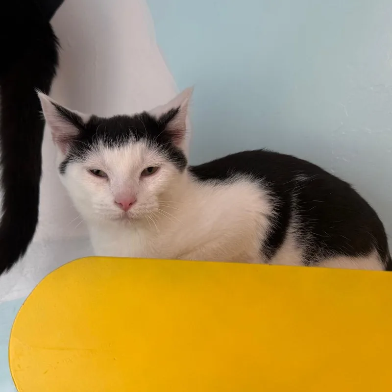 A young small-sized male White Domestic Short Hair cat named Neo for adoption in Cedaredge, CO