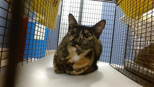 A young small-sized female Domestic Short Hair cat named Cuqui for adoption in Miami, FL