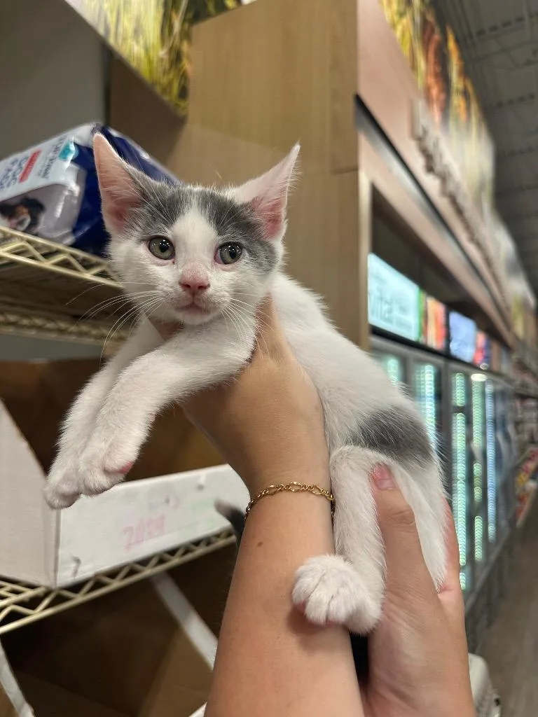 A baby large-sized male Domestic Short Hair cat named Coconut for adoption in warrenville, SC