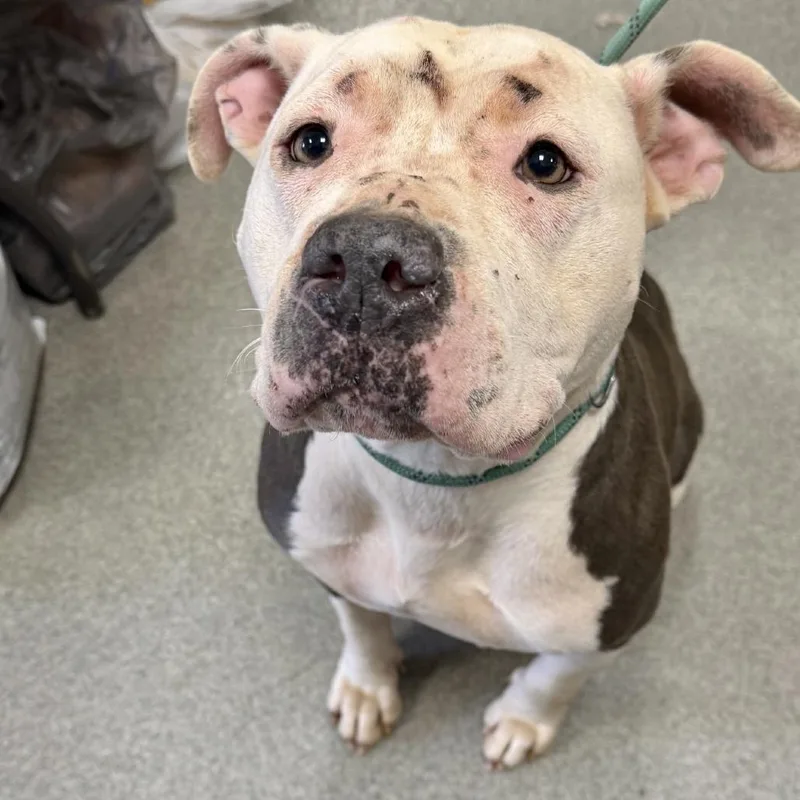 An adult large-sized female White / Cream Pit Bull Terrier dog named Scout for adoption in Covington, GA