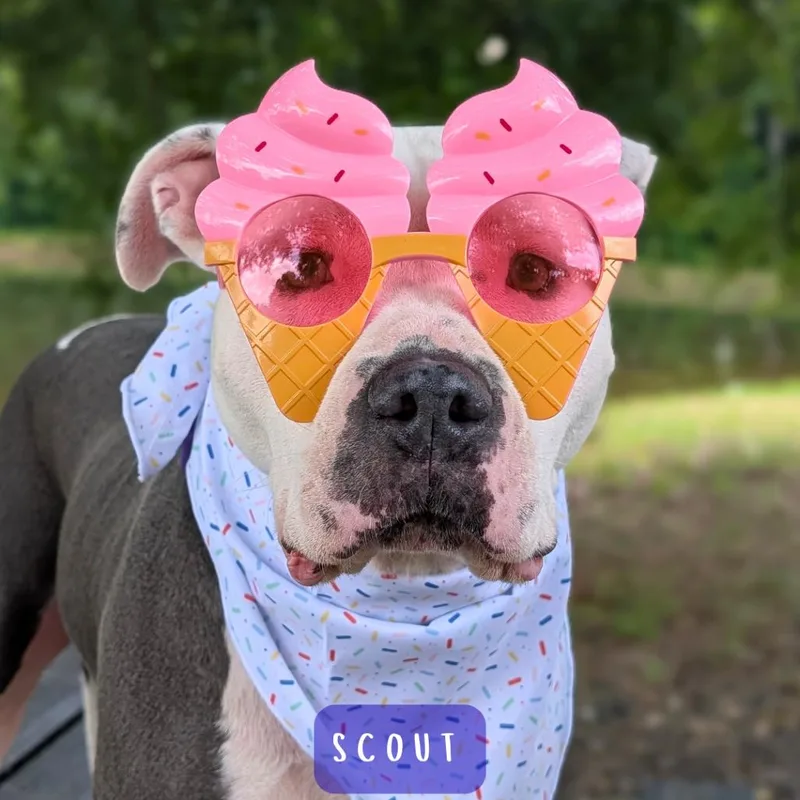 Scout thumbnail 3