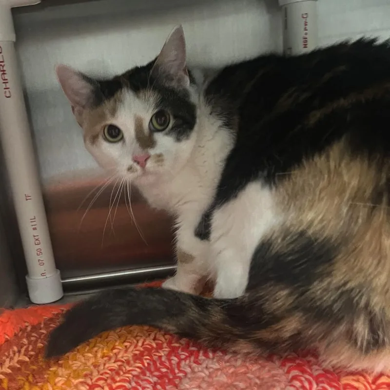 An adult large-sized female Calico Domestic Short Hair cat named Pebbles for adoption in Oak Park, IL