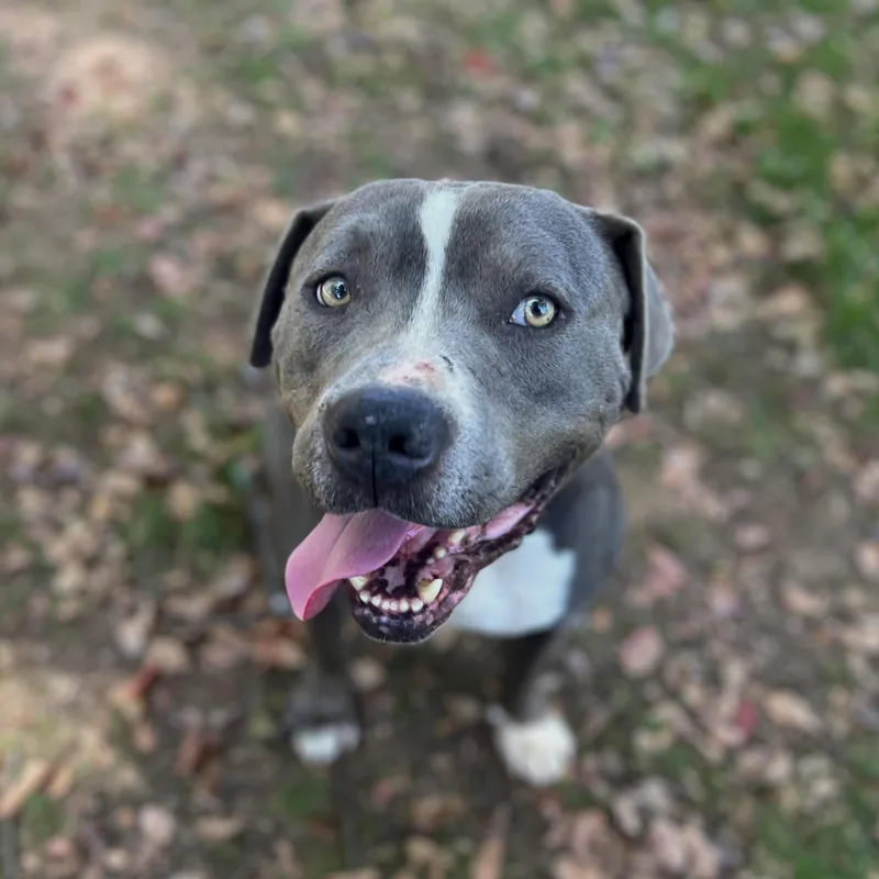 Dunkaroo thumbnail 2