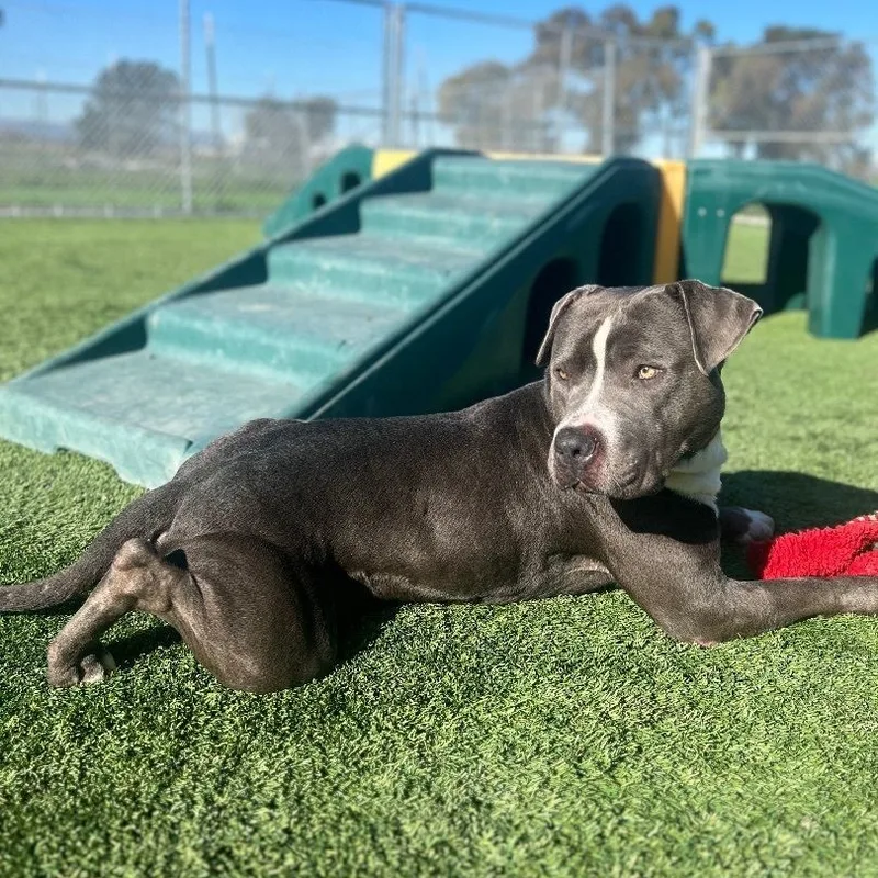 Dunkaroo thumbnail 3