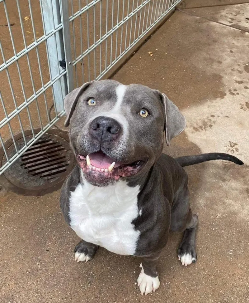 Dunkaroo thumbnail 4