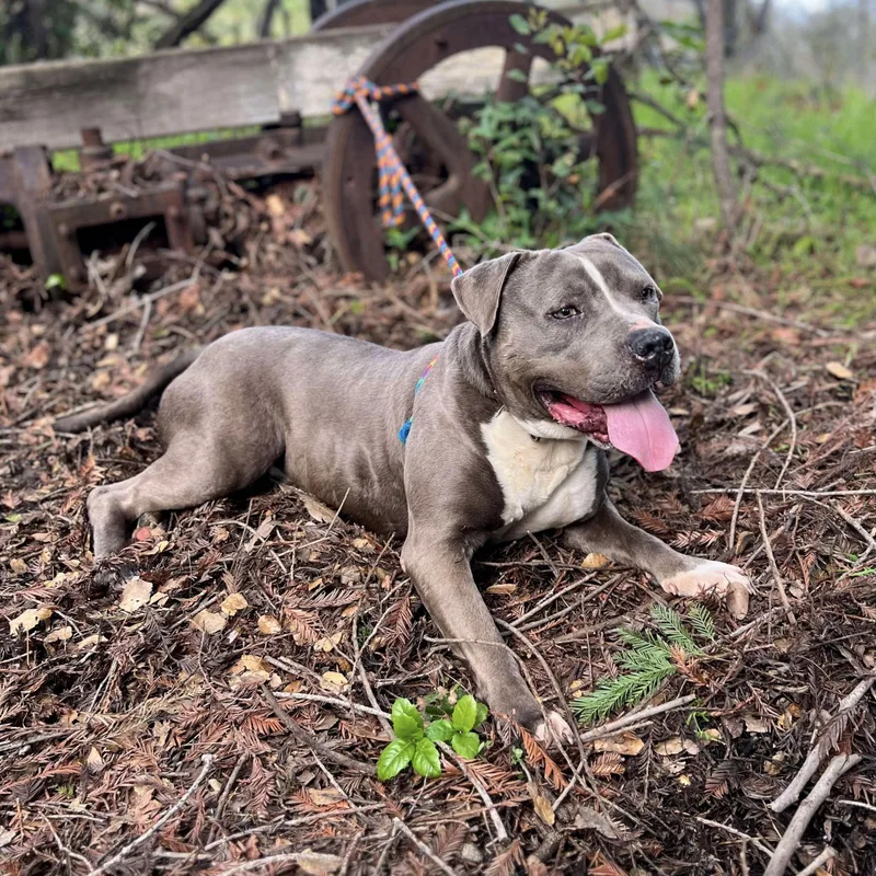 Dunkaroo thumbnail 6